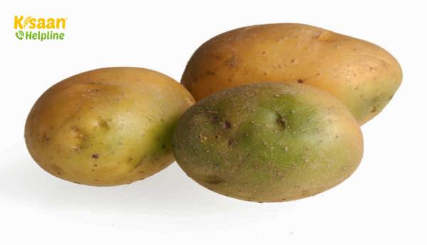 कड़वे आलू की खाल के कारण और एक आलू पर हरी त्वचा के बारे में जानें कड़वे आलू की खाल के कारण और एक आलू पर हरी त्वचा के बारे में जानें